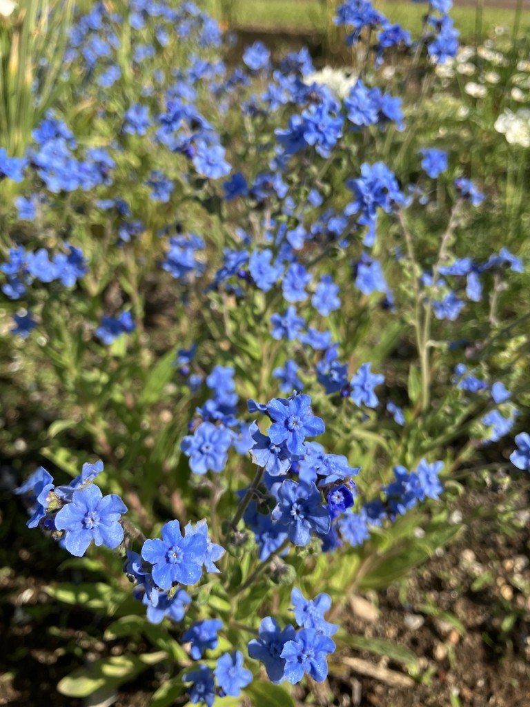 しょこたんママ