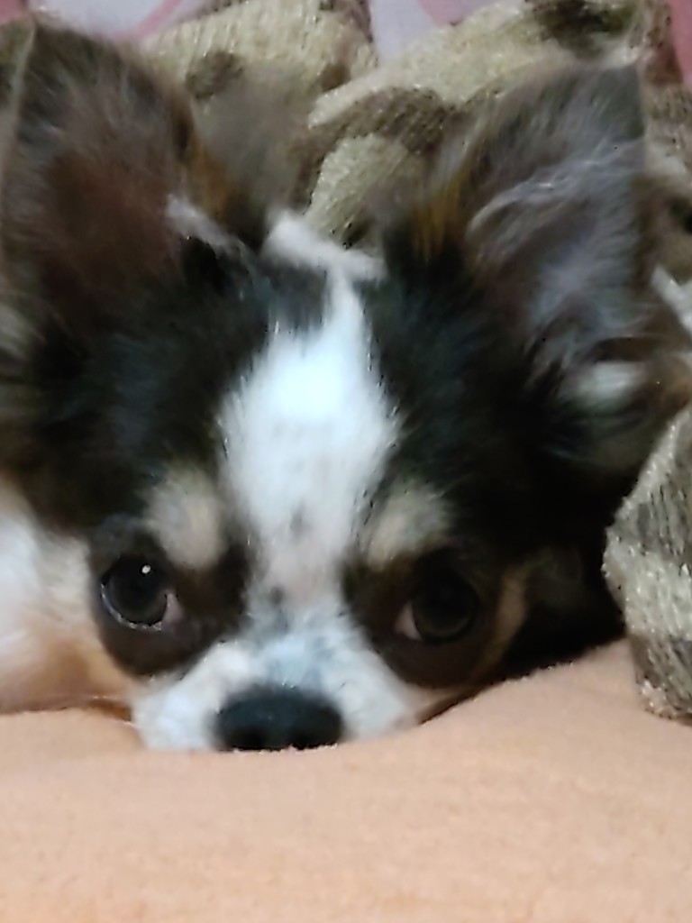 まちゃこ