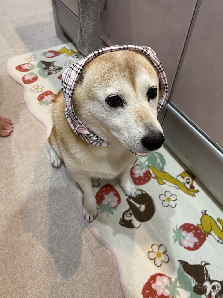 ちーぶー