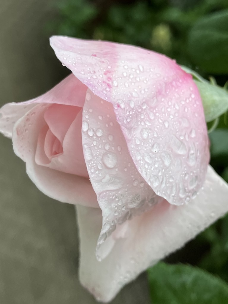 生花】スプレーカーネーション オレンジカスタード【オレンジ