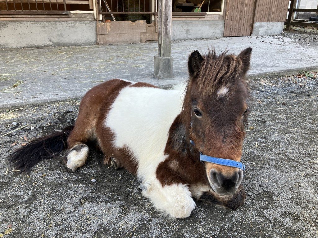 ユーザーアイコン