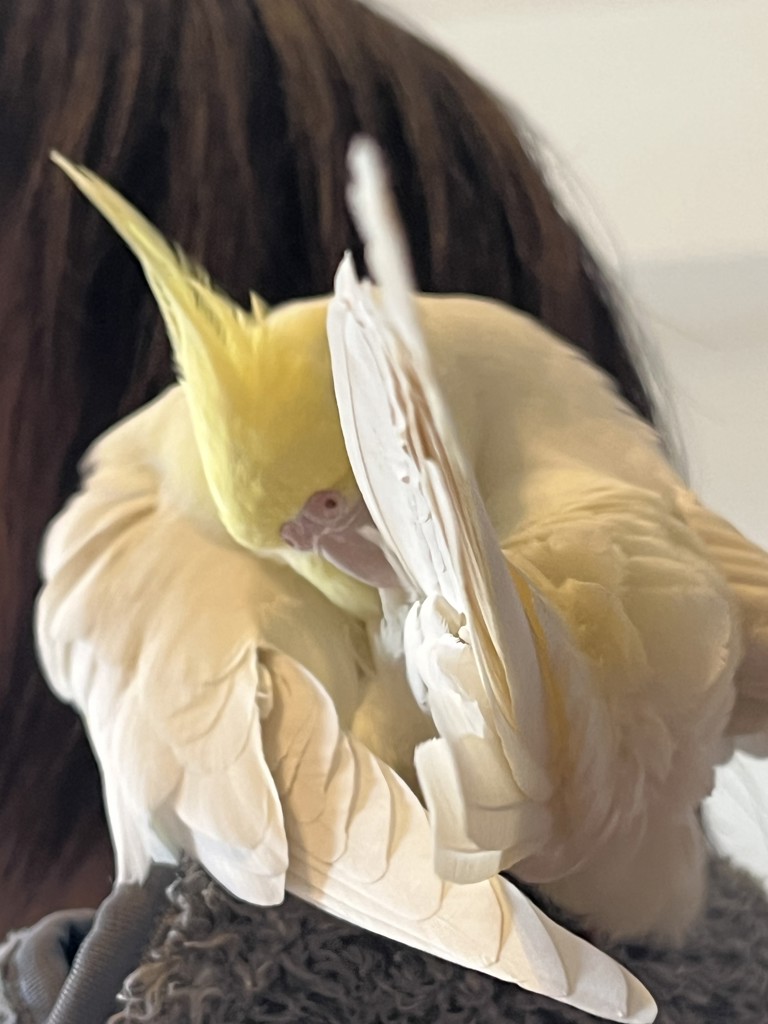 にかりん