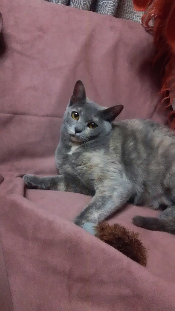 ようこ