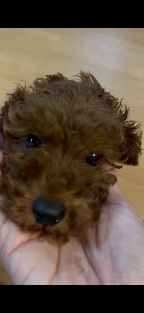 ユーザーアイコン