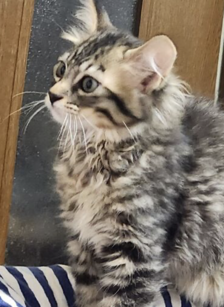 ルナ