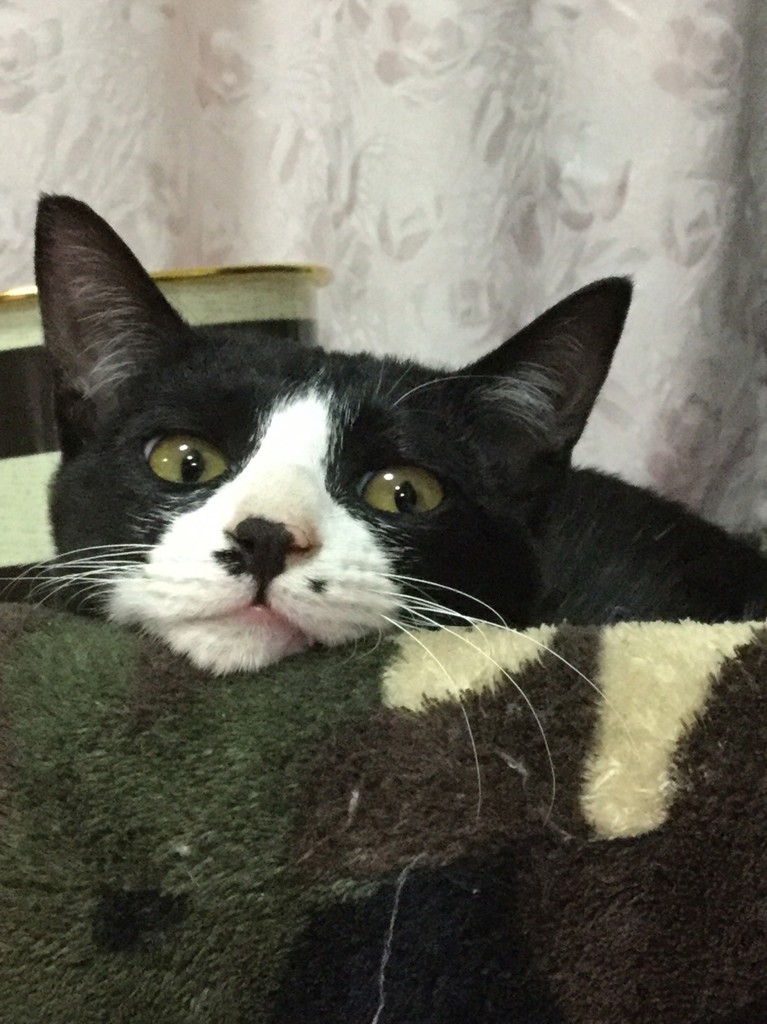 りんこ