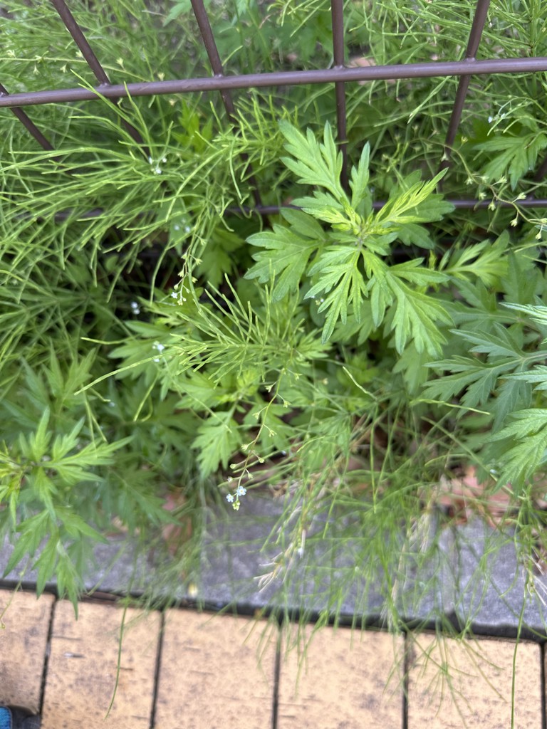 じろう