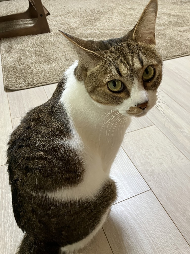 こじ