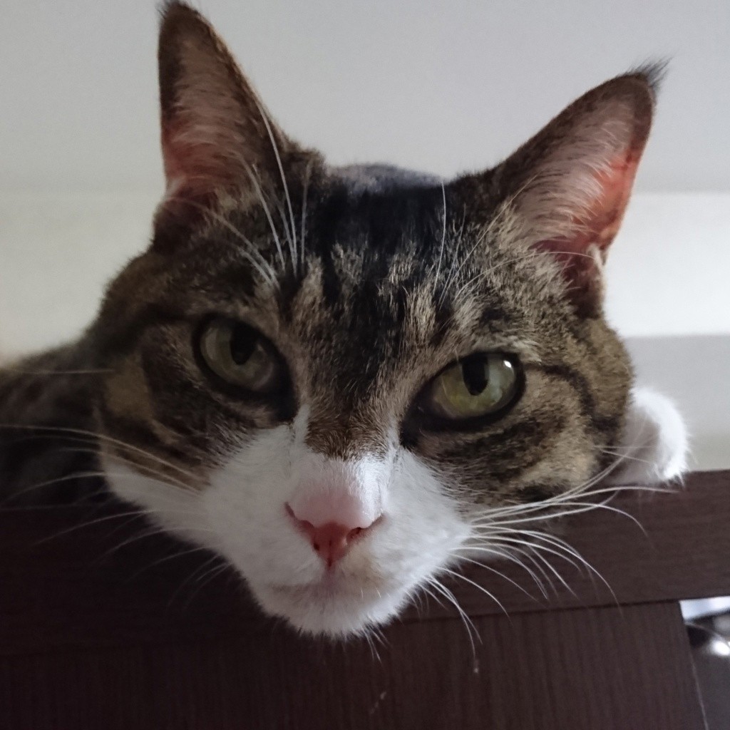 APP-1000-830 藤城清治 生きるよろこび 2011 1000ピース アップルワン