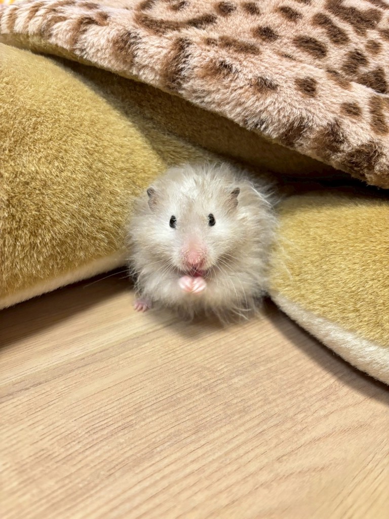 矢部のパパ