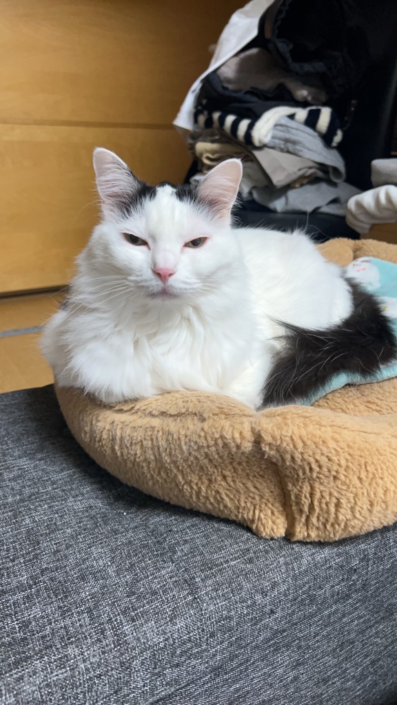 ユーザーアイコン