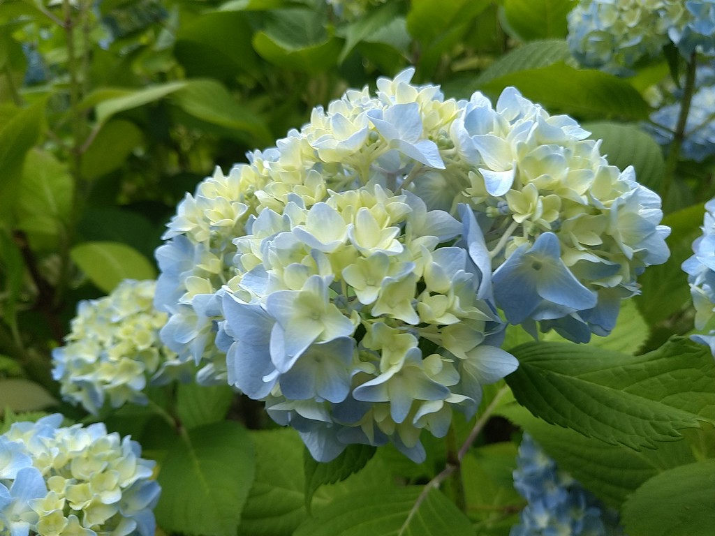 SUKALA】フラワーレースレギンス(XS・S・M・L・LLサイズ ブラウン