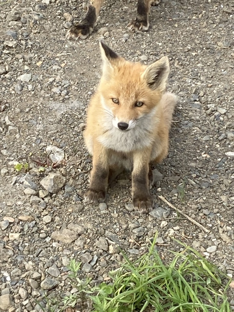 クマさん