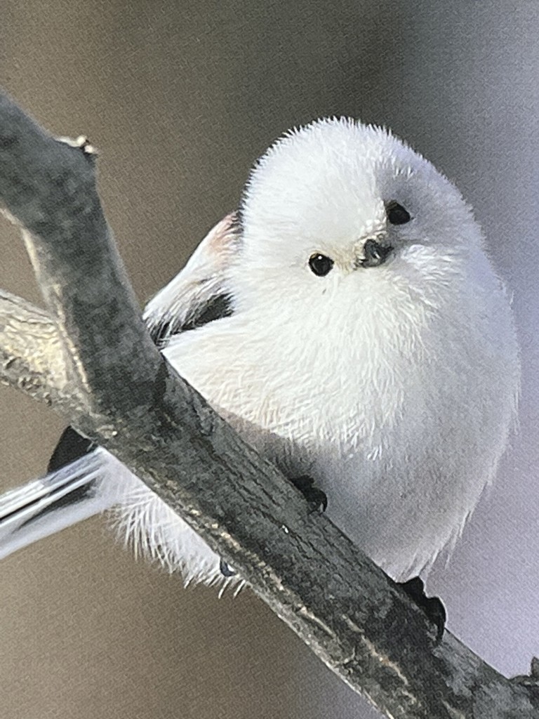 ちぃ