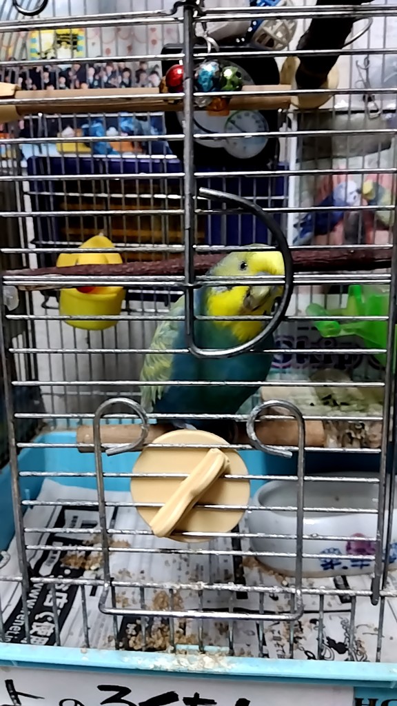 まろまろ