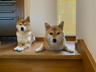 のん