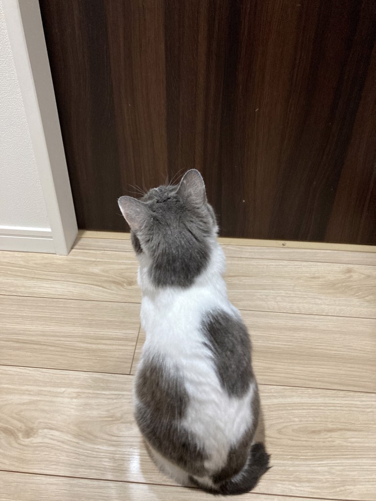 ネコ