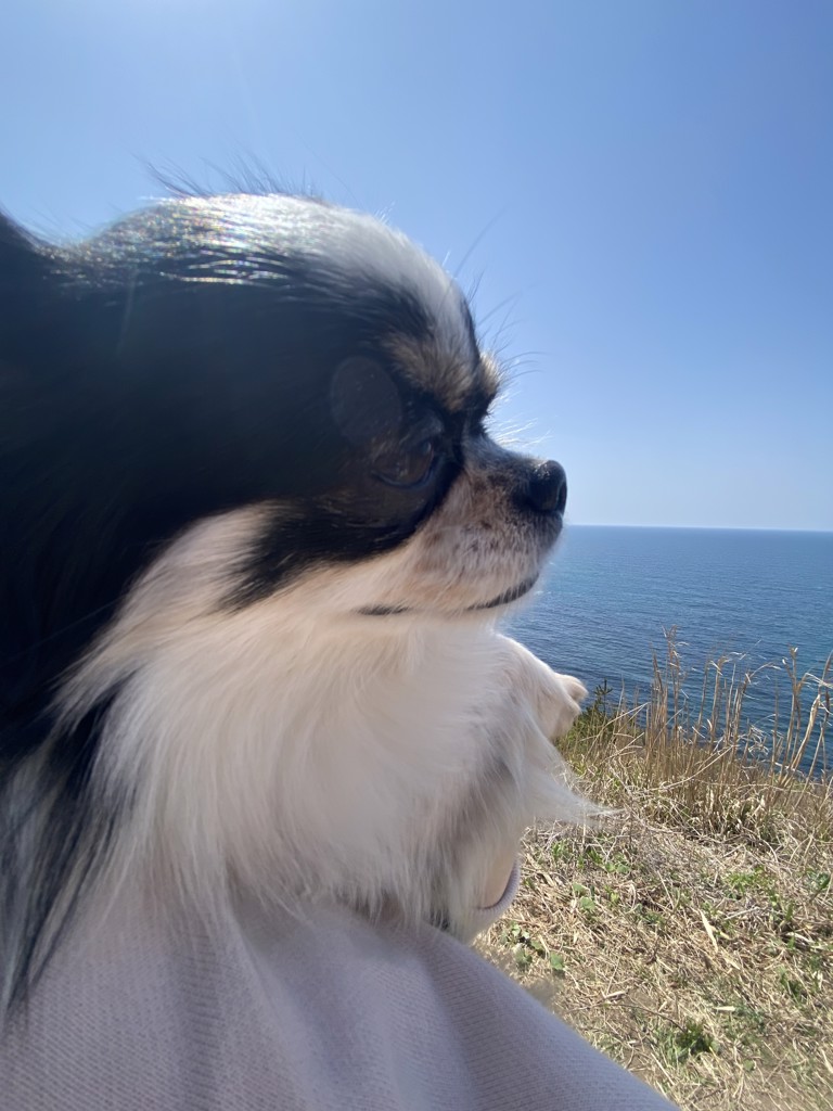 ゆいぽん