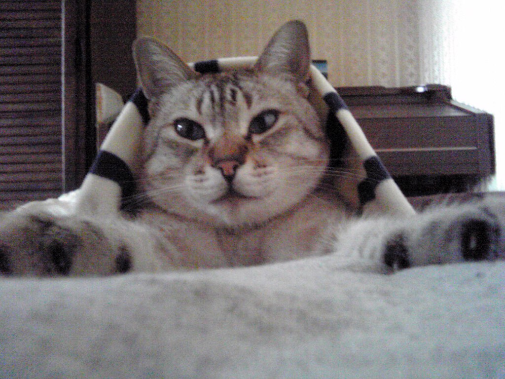 みそちゃん