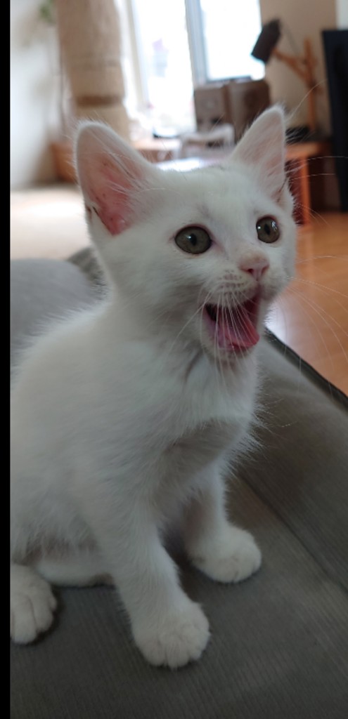 ともみん