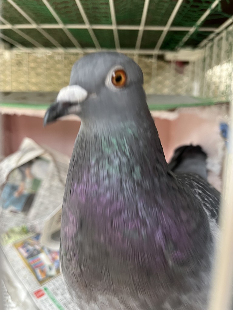まう