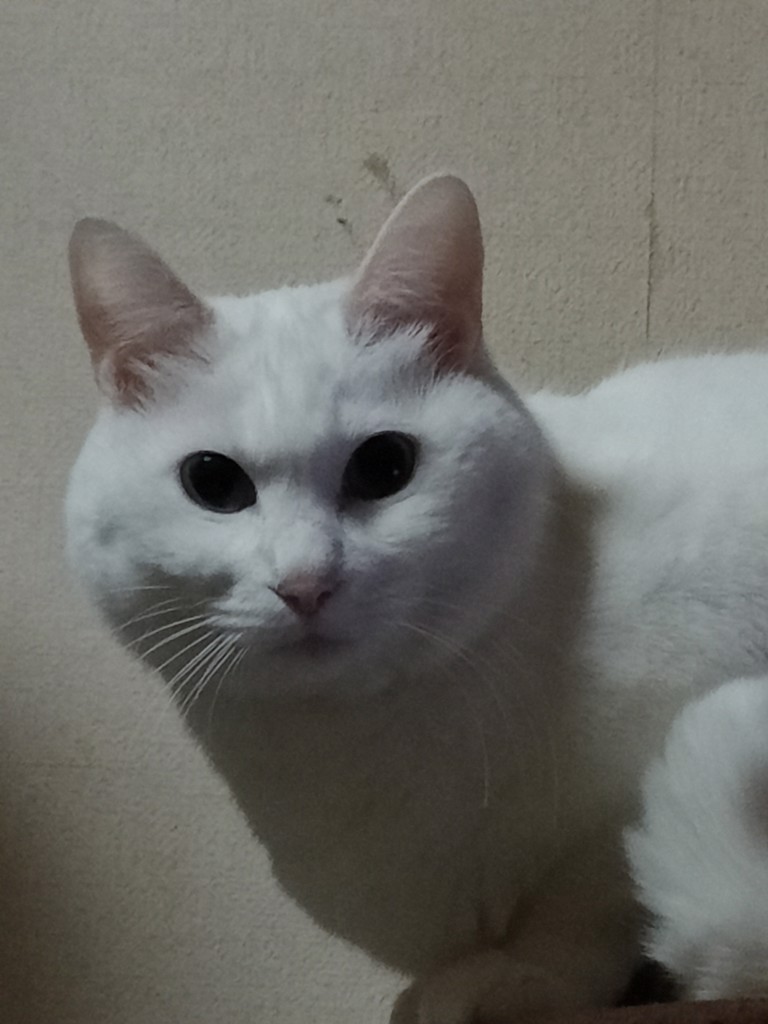 蘭々
