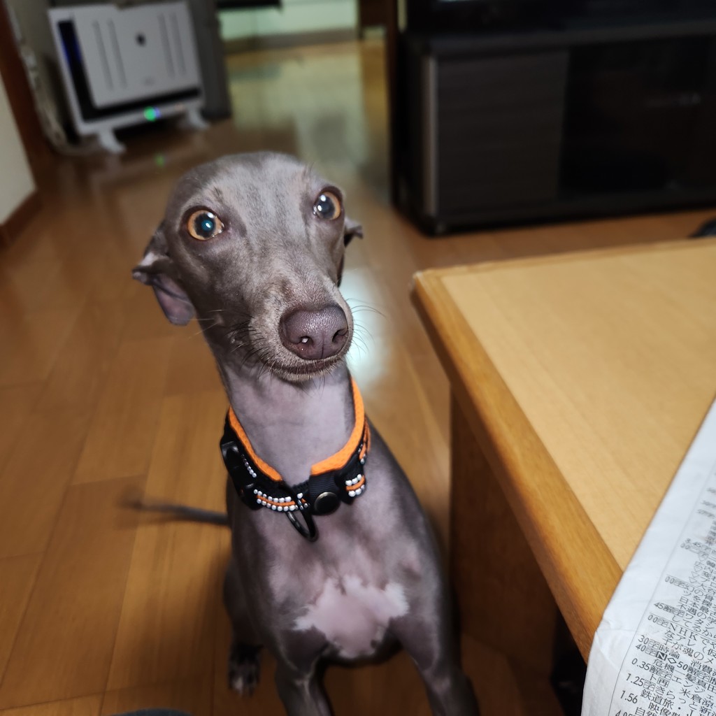 たこりん
