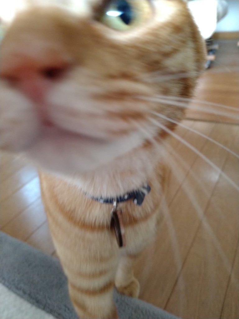 れおのーら