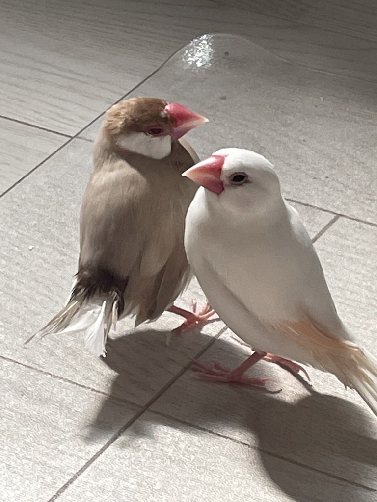 スピカ