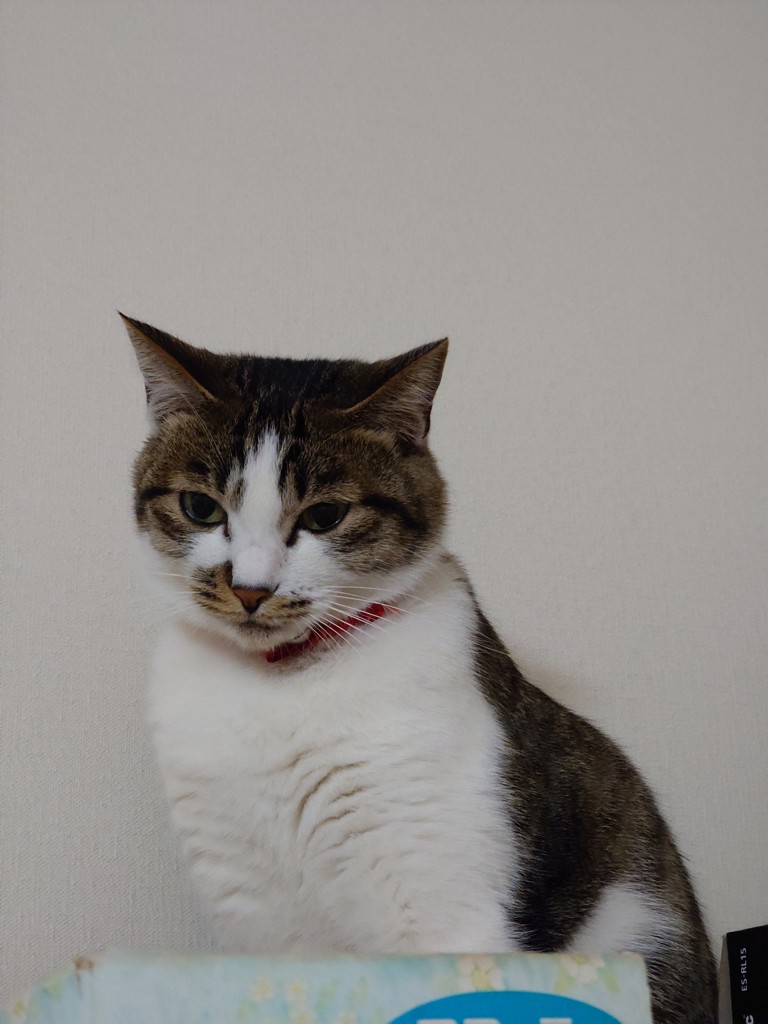 ユーザーアイコン