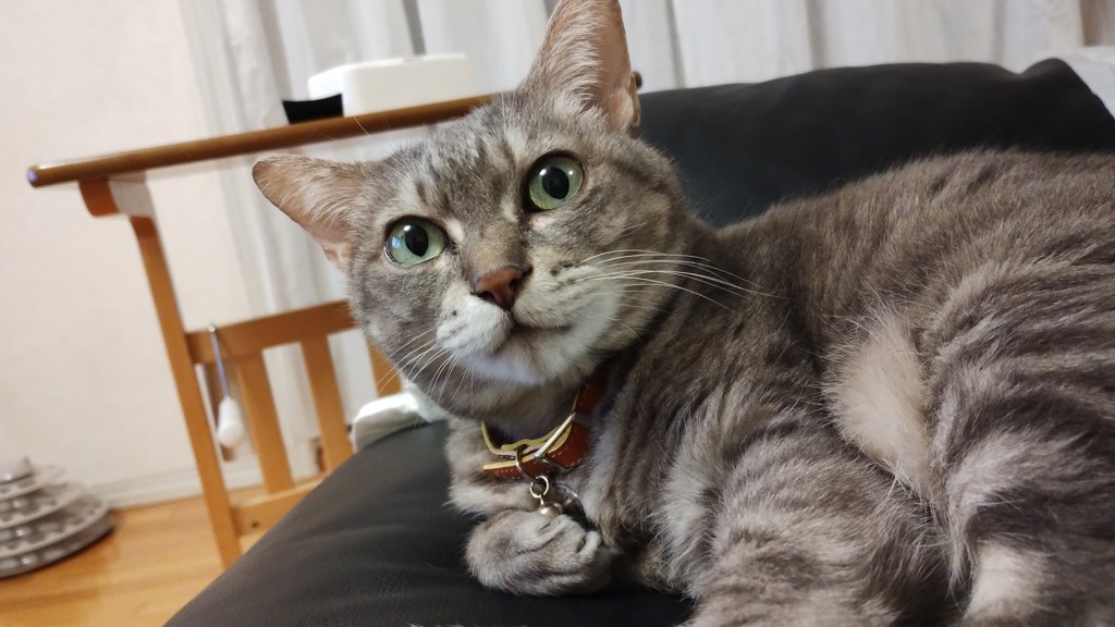 たらちゃん