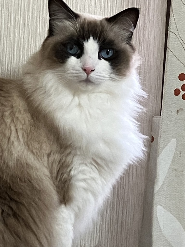 みんと