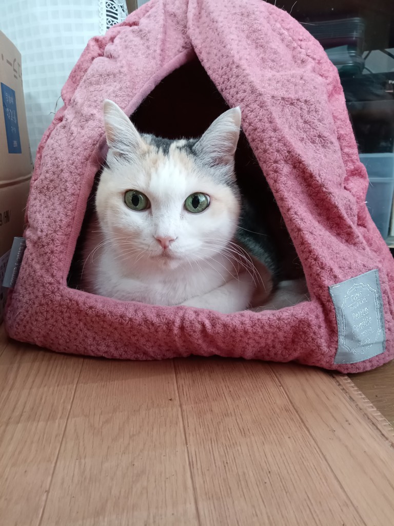 さいちゃん