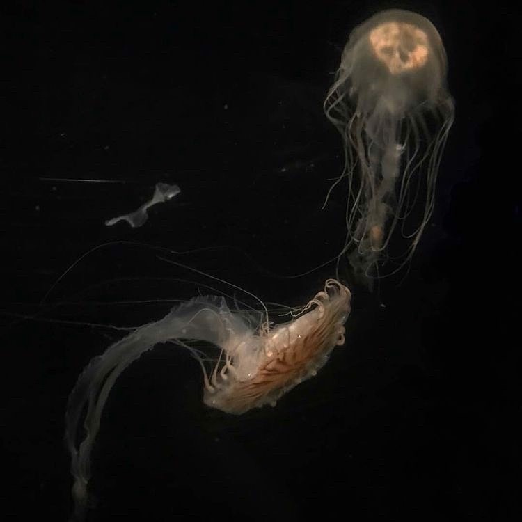 ユーザーアイコン