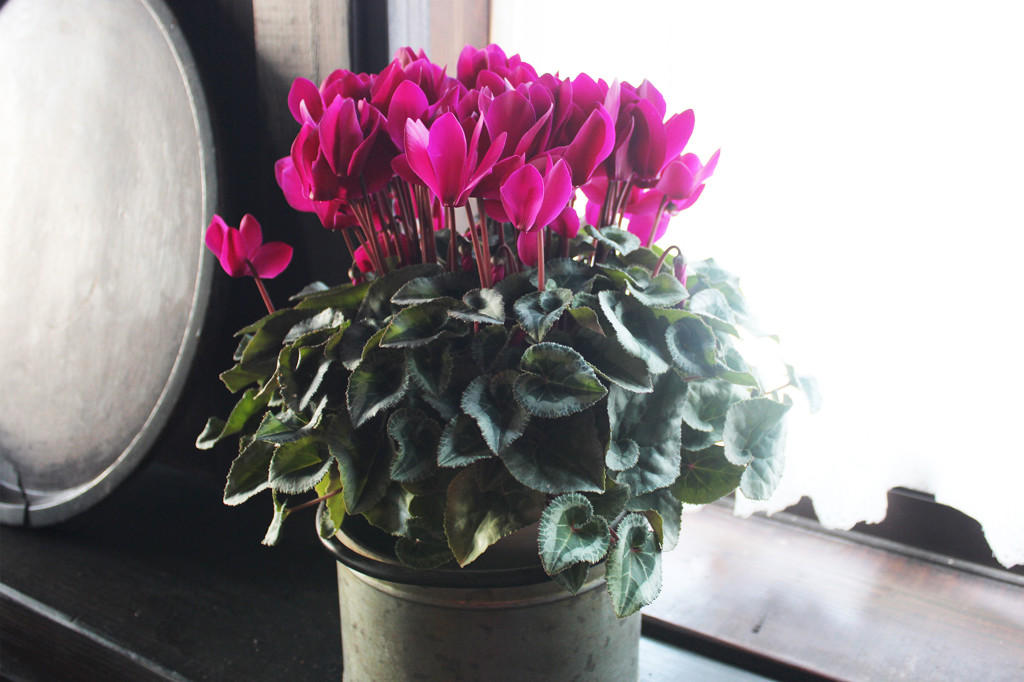 孫だくさんのばば