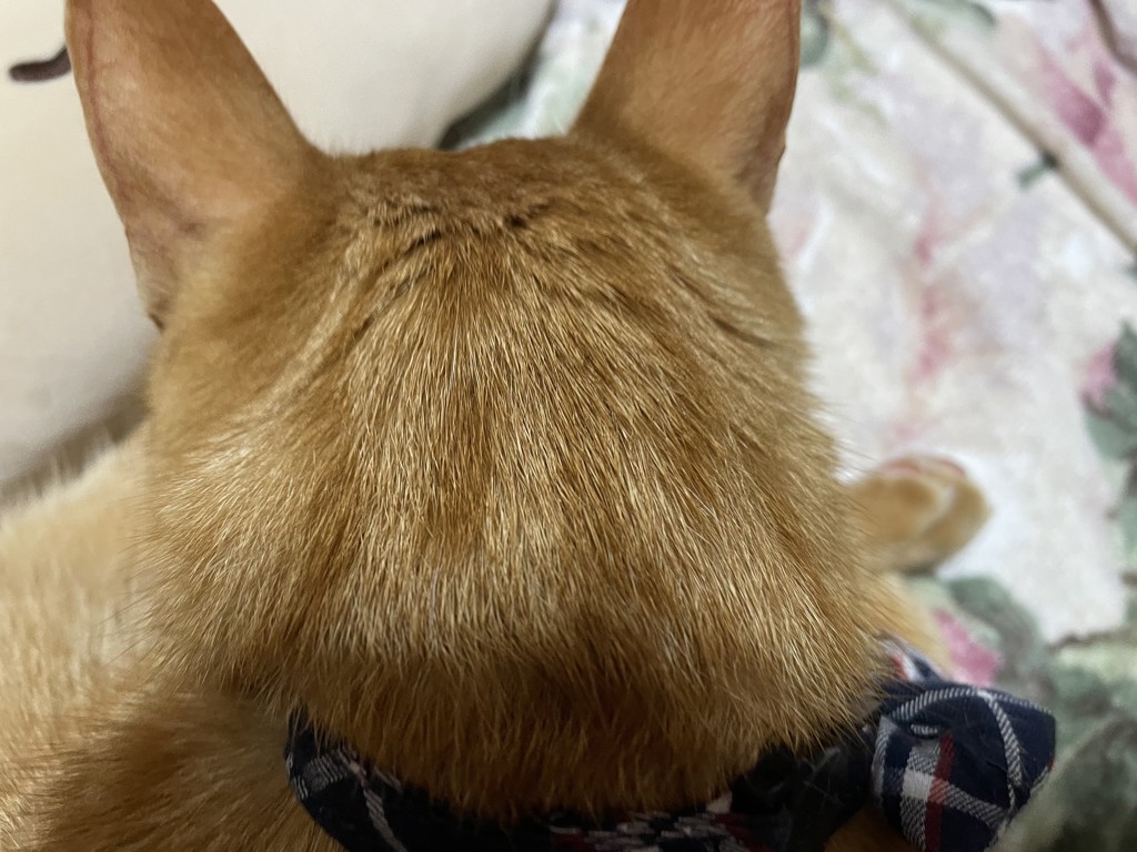 にゃーママ