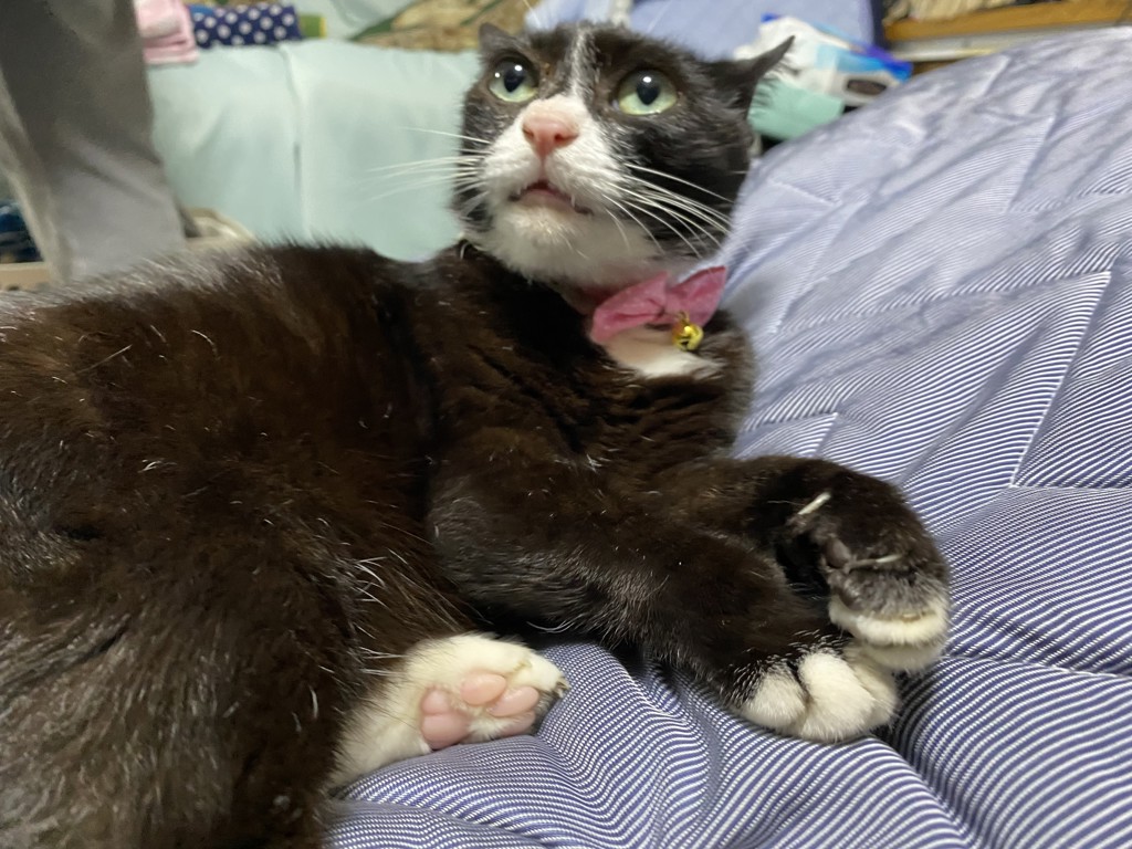 ココ