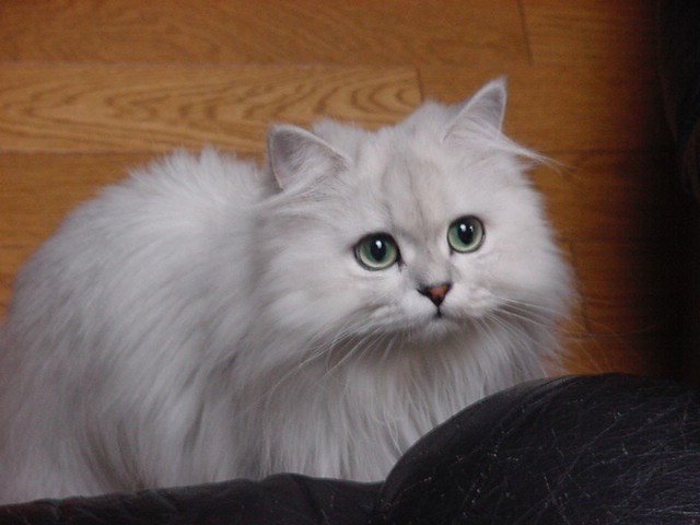 ケリー