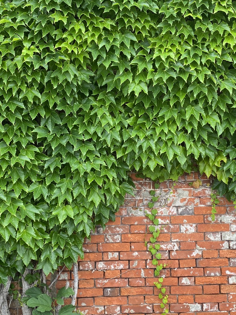 SA