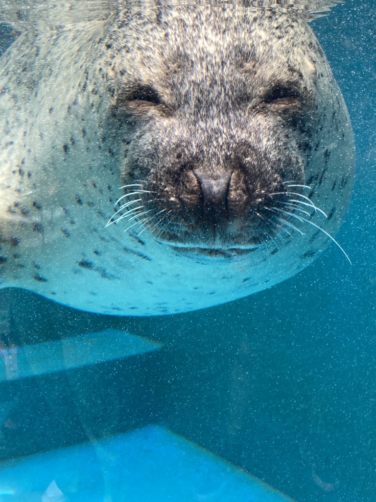 ギャングセブン