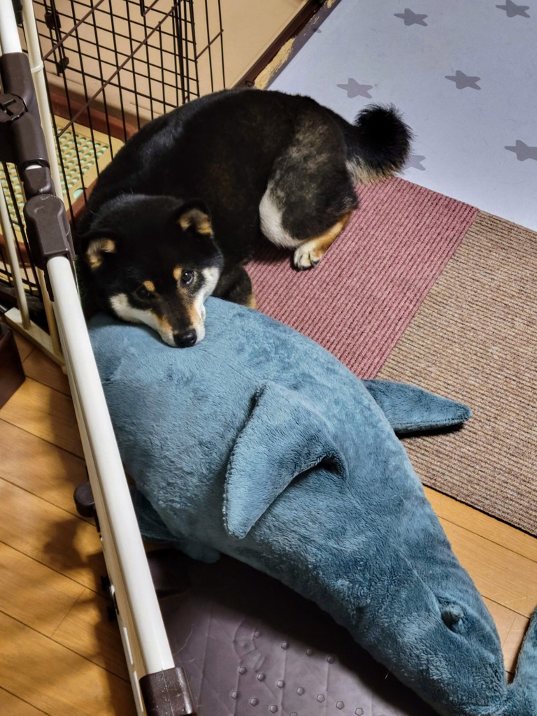 ちーこ