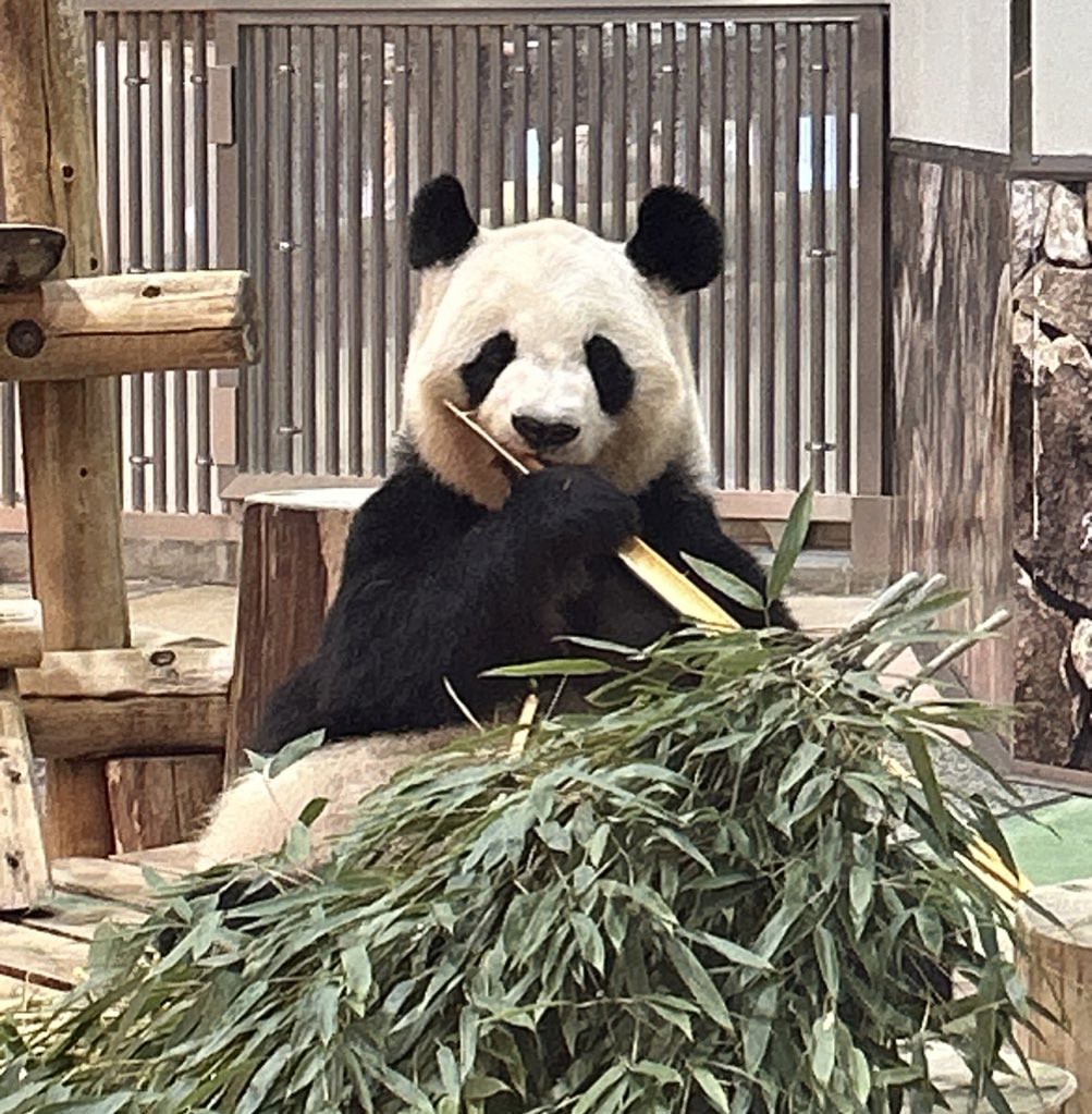 パンダ