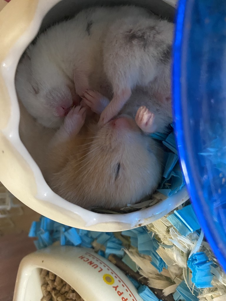 けー