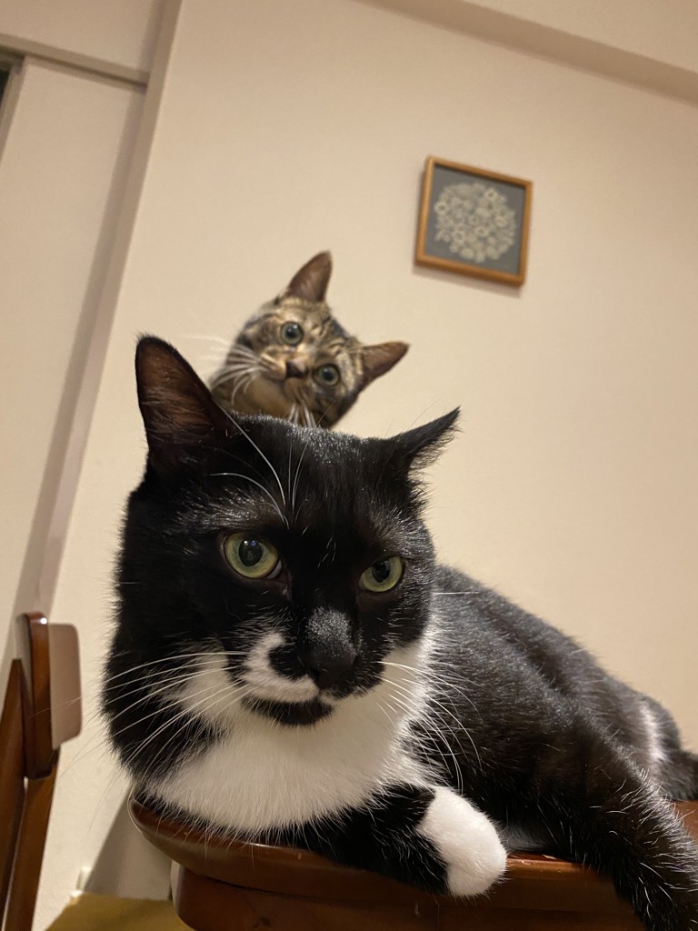 ねこねこ