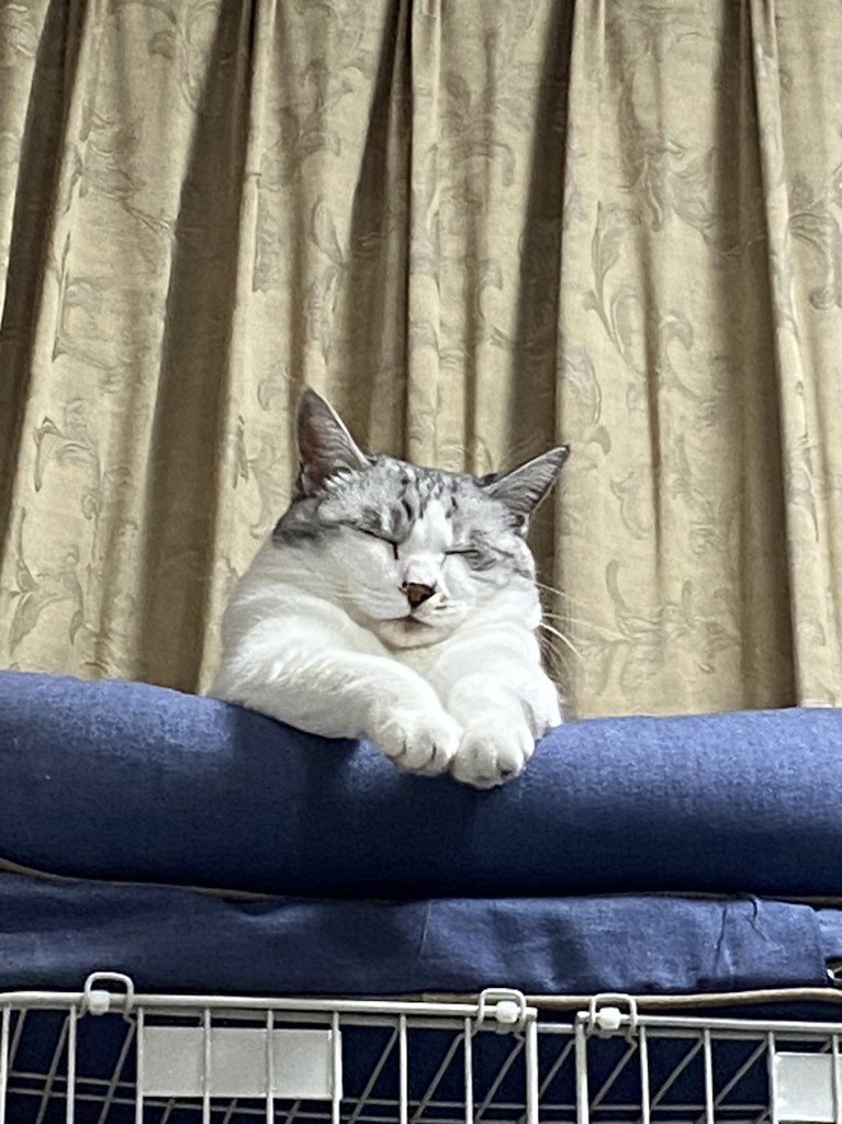 にゃろめ
