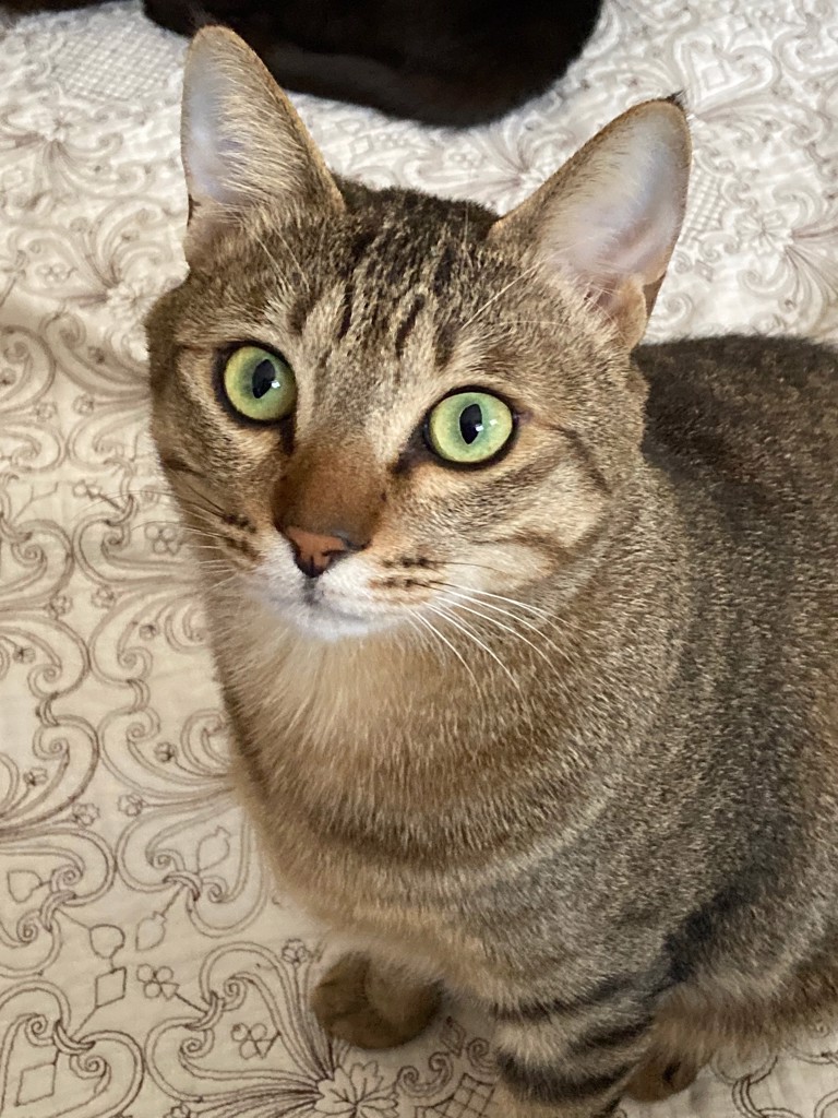 エイボン