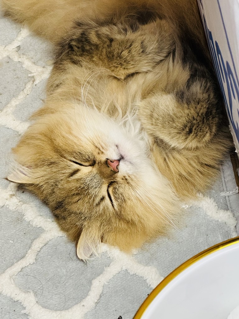 けぃ