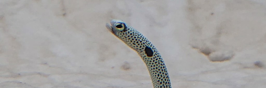 flexsuiso