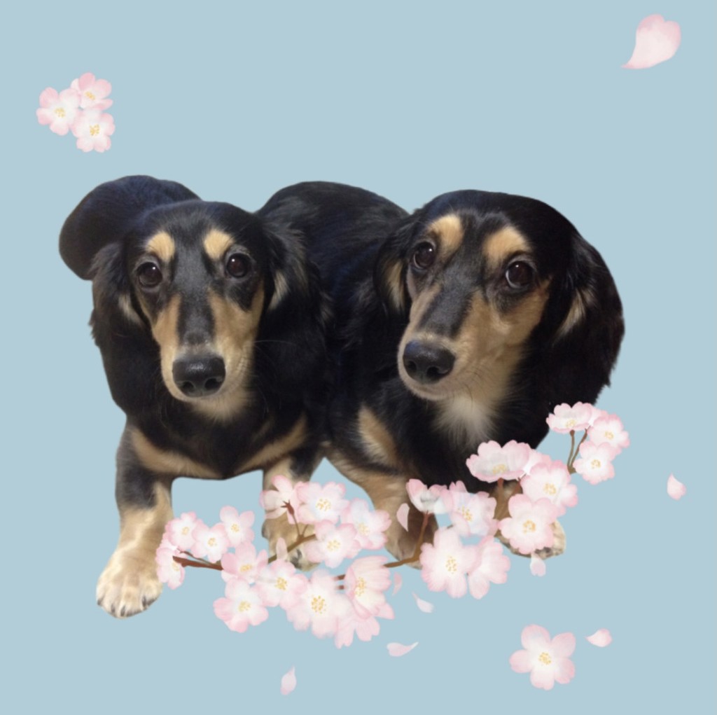 ブリーダー SHN プロ ミニ スターター マザー＆ベビードッグ 10kg