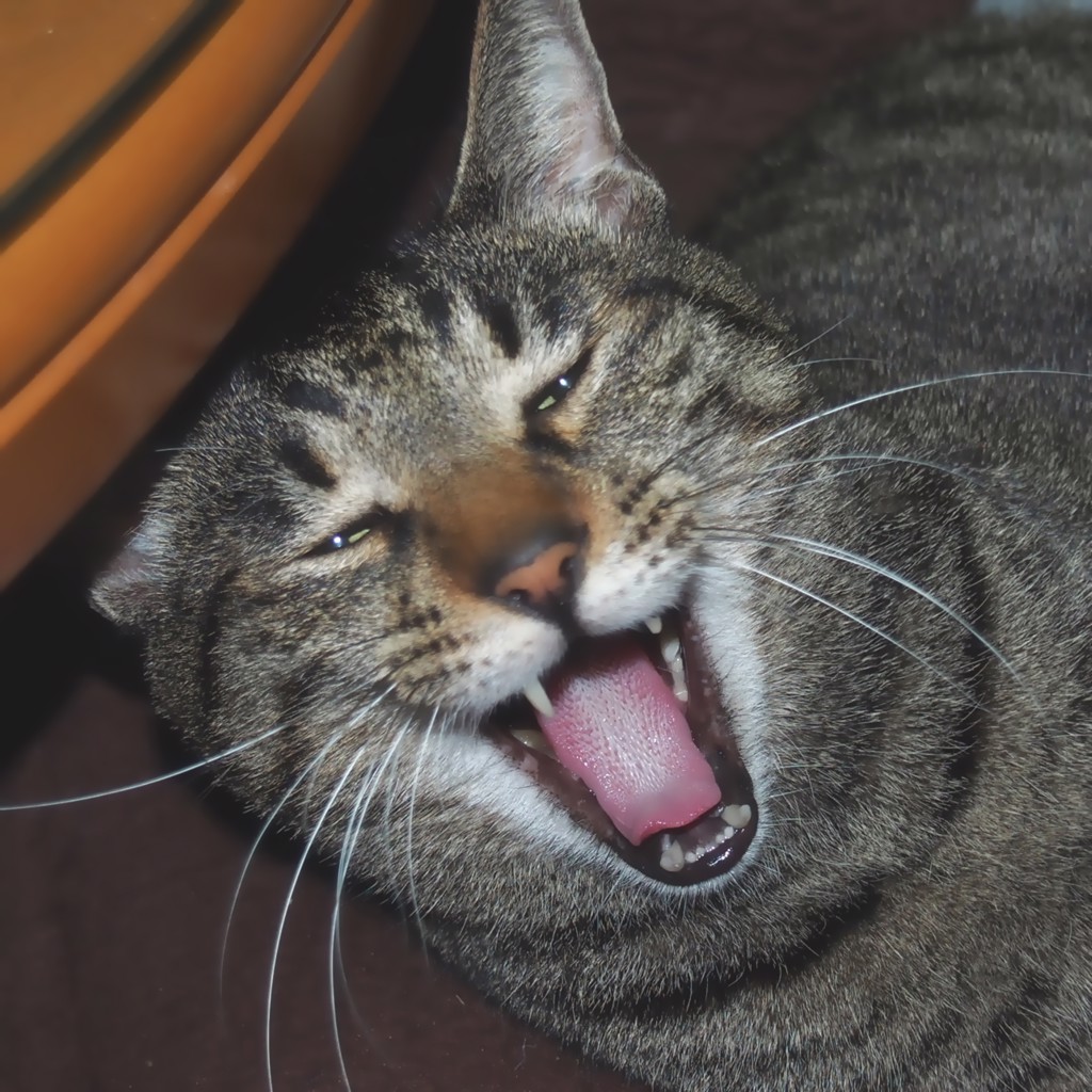 猫貴族